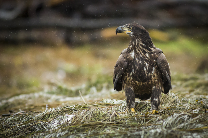 Landscape and Travel 41